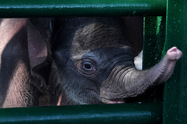 Koleksi Gajah di Kebun Binatang Surabaya Bertambah