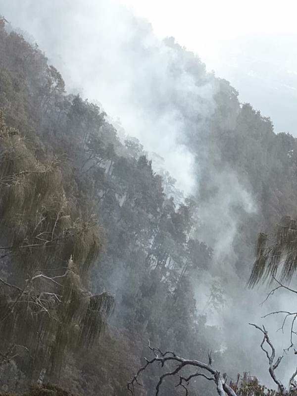 Flora dan Fauna di Gunung Arjuna Terdampak Kebakaran