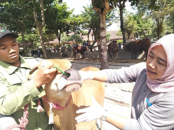 Sleman Kerahkan Ratusan Pengawas Kesehatan Hewan Kurban