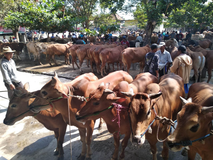 Sapi Madura Paling Diminati Warga DIY
