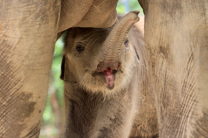 Bayi Gajah Sumatera Lahir di CRU Alue Kuyun Aceh Barat