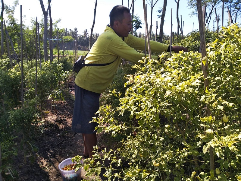 Petani cabai di Kulon Progo, DIY. (Medcom.id/Patricia Vicka)