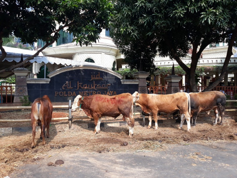 Presiden Pesan Dua Sapi Kurban Jumbo Dari Boyolali Medcom Id