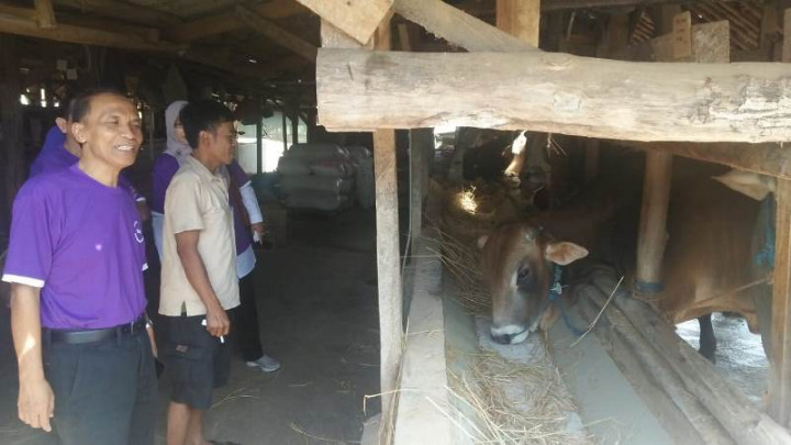 Penjualan Hewan Kurban di Cirebon Menurun