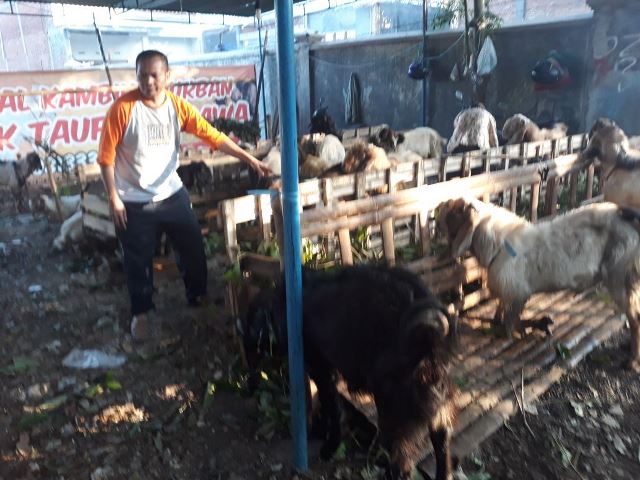 Petugas Temukan Ratusan Hewan Kurban Belum Cukup Umur