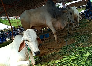 Ratusan Hewan Kurban di Cimahi Tidak Memenuhi Syarat