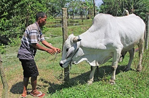 Jokowi Kurban Sapi Ongole di NTT