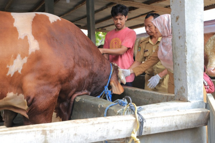 Jokowi Kurban Sapi Seberat 1,2 Ton di Masjid Agung Banten