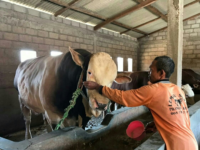 Sapi Kurban Jokowi di Surakarta Juara 1 Lomba Penggemukan