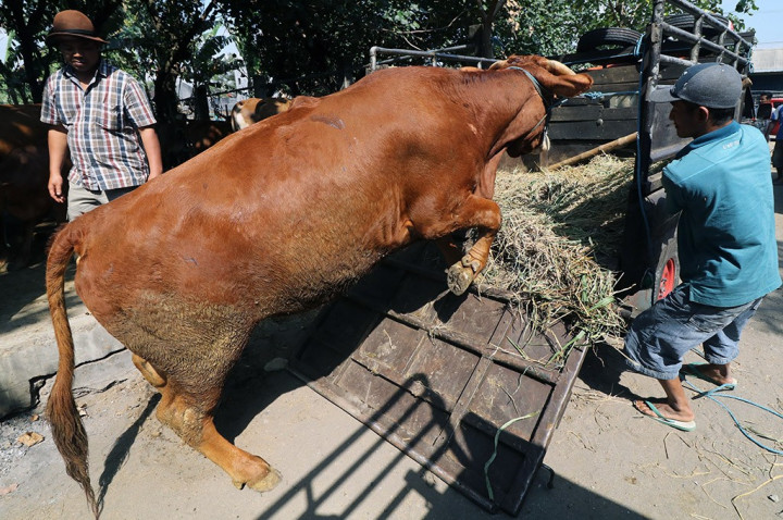 350 Petugas Kesehatan Periksa Hewan Kurban di DIY