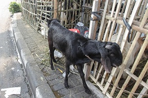 Kambing Terjangkit Rabies Ditemukan di NTT