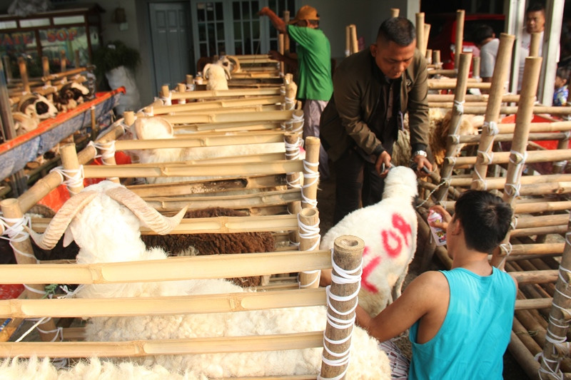 Dn624oan Daun Pisang Pengganti Kantong Plastik Untuk Distribusi Daging Kurban