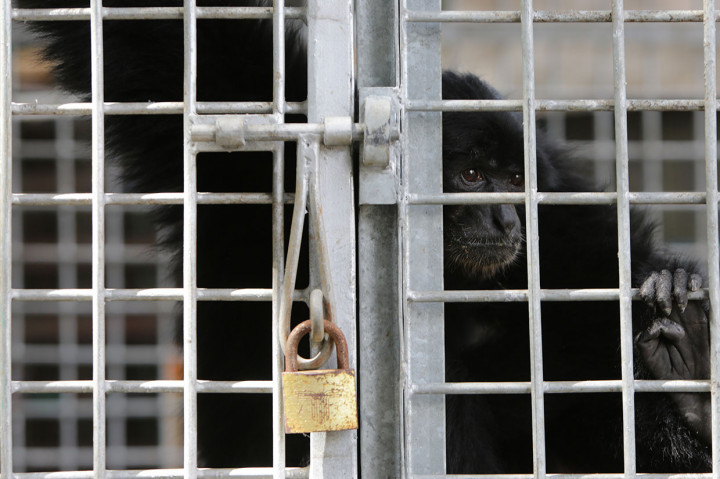BKSDA Aceh Terima Siamang dan Owa dari Warga