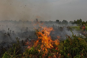 Perusahaan Sawit di Riau Tersangka Karhutla