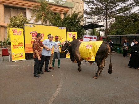Metro TV Menerima Sumbangan Sapi Seberat 1 Ton