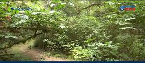 Greenpeace Perlu Pelajari Data Fakta Perubahan Area Konservasi Hutan