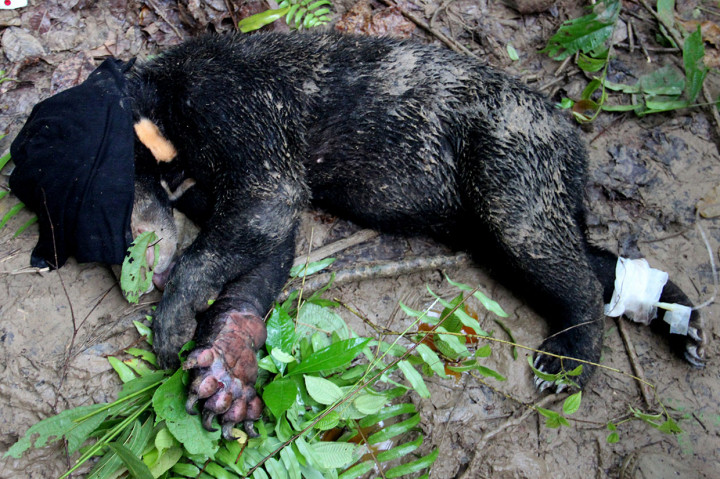 Kaki Beruang Madu Ini Terluka Kena Jerat Rusa