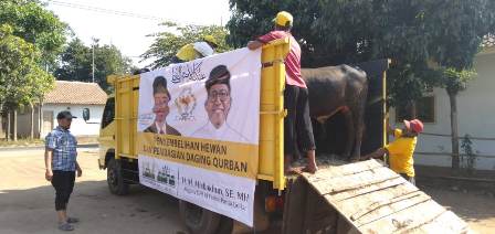 Misbakhun Sumbang 16 Sapi untuk Konstituen dan Pesantren