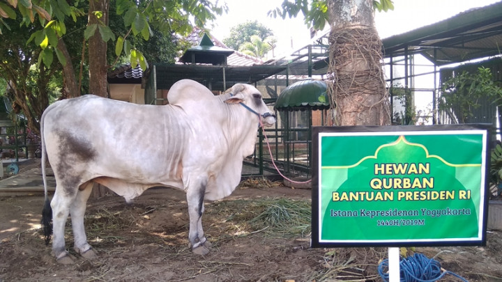 Daging Kurban dari Presiden Dibagikan ke Warga Yogyakarta