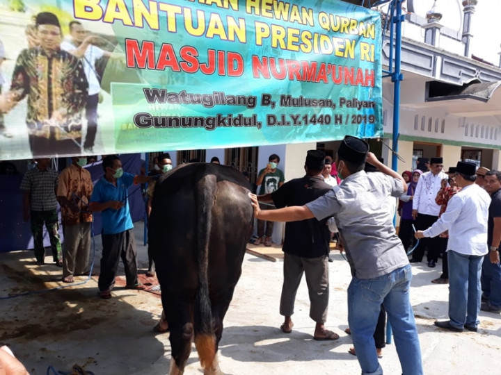 Drama Penyembelihan Sapi Kurban Presiden di Gunungkidul