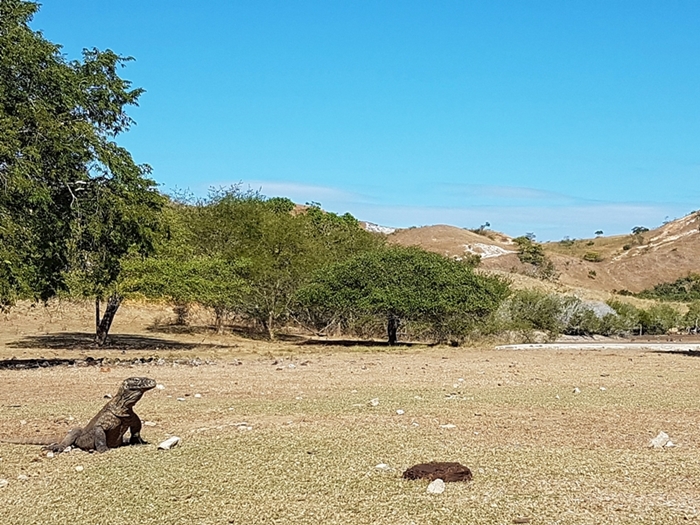 Perburuan Liar di Taman Nasional Komodo Mengkhawatirkan 