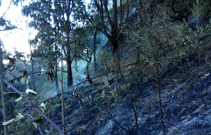 Kebakaran Gunung Arjuna Berdampak ke Ekosistem