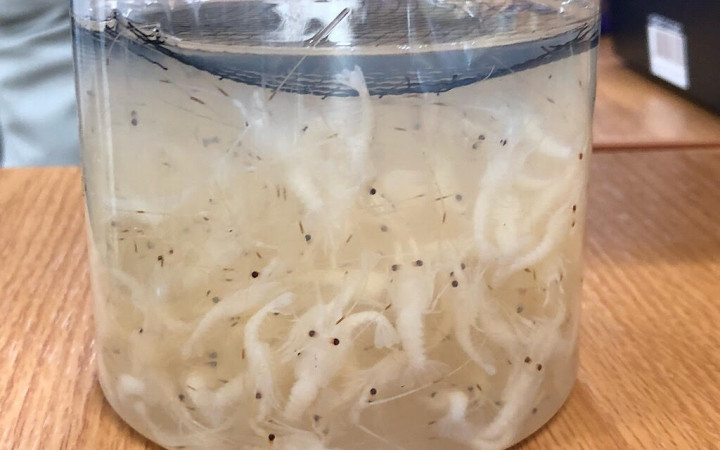 Penyelundupan Benih Lobster Ganggu Ekosistem