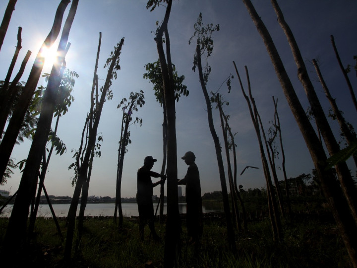 KLHK Dorong Penanaman Pohon Penyerap Timbel