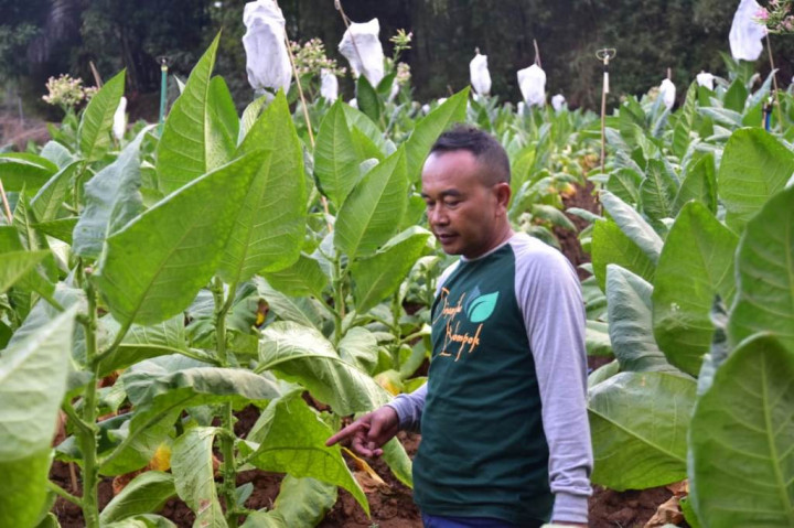 Pemerintah Diminta Berpihak pada Petani Tembakau