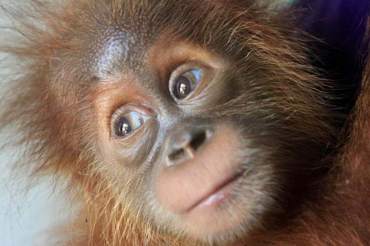 Warga Aceh Barat Daya Serahkan Orangutan kepada BKSDA