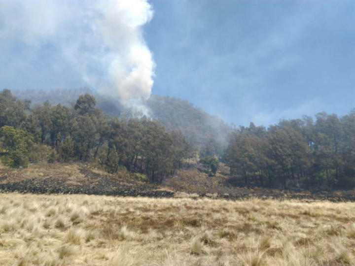 Pemprov Kalteng Dinilai Tak Sigap Tangani Karhutla