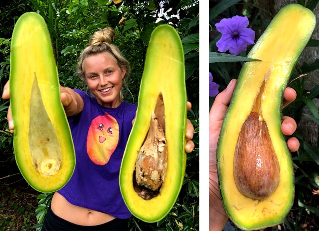 Mengenal Alpukat Leher Panjang yang Viral di Instagram