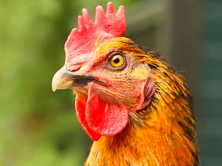 Wanita Tua Tewas Dipatuk Ayam ketika Kumpulkan Telur