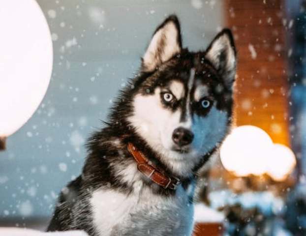 Cara Menangani Anjing yang “Galak”