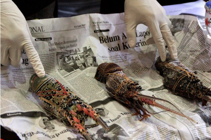 Polda NTT Sita 600 Kilogram Lobster Tangkapan Ilegal