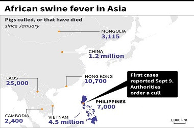 Filipina Konfirmasi Kasus Pertama Flu Babi Afrika
