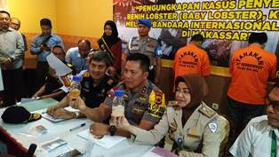Benih Lobster Senilai Rp3,5 Miliar Gagal Diselundupkan