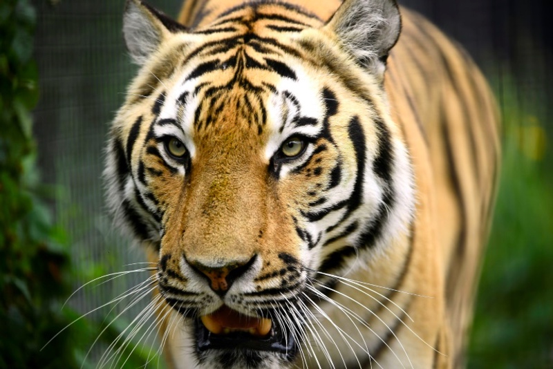 Diselamatkan dari Kuil 86 Harimau  Ditemukan Tewas Medcom id