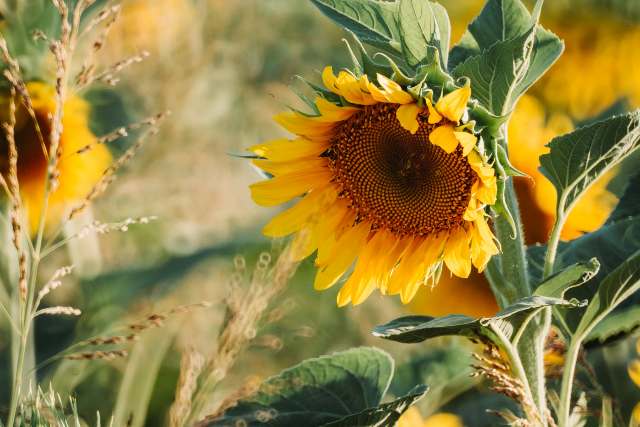 Biji bunga  matahari  adalah  sumber vitamin E Medcom id