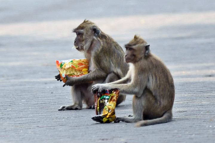 Monyet Muara Angke Masuki Permukiman Warga