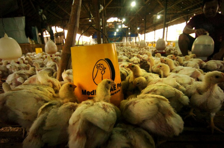 Petani di Malang Dapat Bantuan 261 Ribu Ekor Ayam