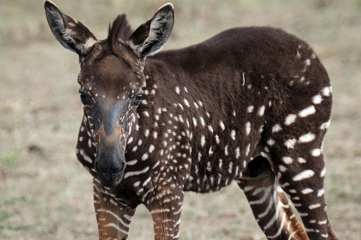 Kejadian Langka, Zebra Tutul Ditemukan di Kenya