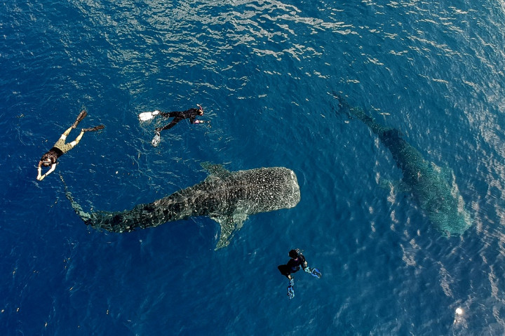 Tim Rescue Whale Shark Bebaskan Hiu Paus di PLTU Paiton Probolinggo