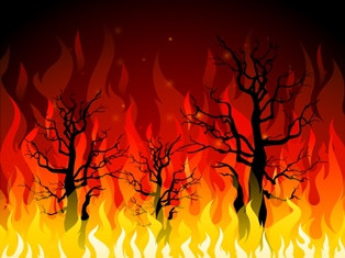 Hutan Lereng Gunung Sindoro Terbakar