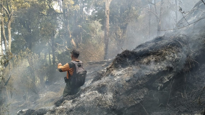 19,5 Hektare Hutan Lindung Sumbing Hangus