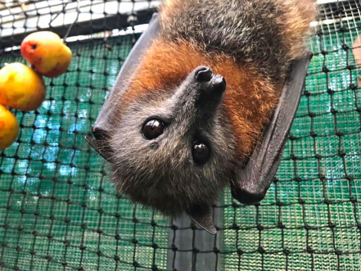 Kelelawar di Australia Mati Kelaparan Akibat Kekeringan