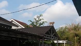 Kera Ekor Panjang Merapat ke Permukiman Warga