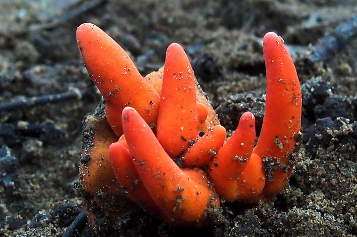 Jamur Paling Mematikan di Dunia Ditemukan di Australia