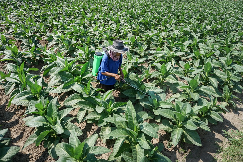 Petani tembakau (Foto:Antara/Mohammad Ayudha)