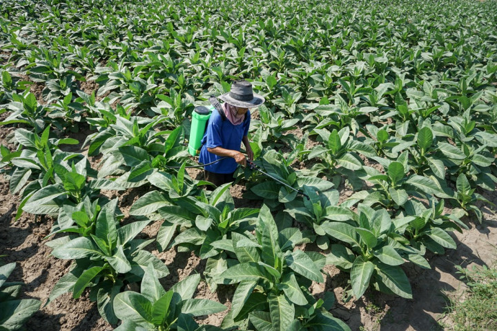 Kenaikan Cukai Rokok Diharapkan Tidak Terlalu Tinggi